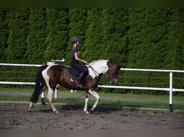 Polish sport horse Mare 6 years 16,1 hh Pinto in Chełmno