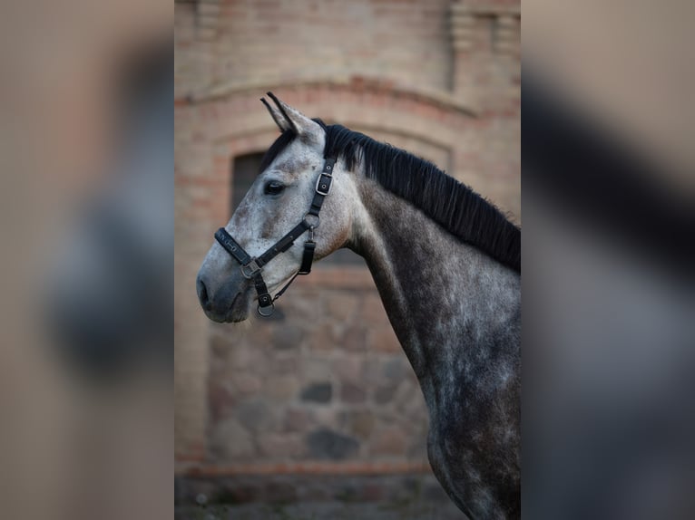 Polish sport horse Mare 6 years Grey in Gardno