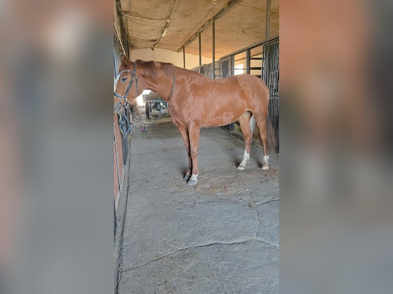 Polish sport horse Mare 7 years 15,3 hh Chestnut-Red in Daniszyn