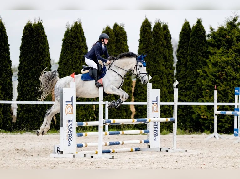 Polish sport horse Mare 7 years 16.1 hh Grey in Świętoszowice