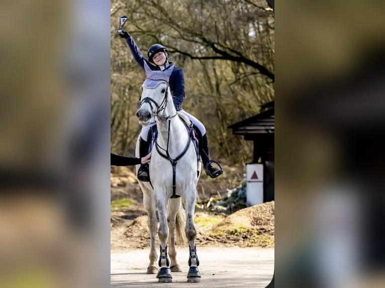 Polish sport horse Mare 7 years 16.1 hh Grey in Świętoszowice