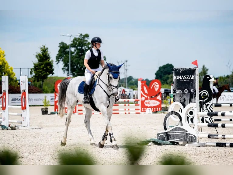 Polish sport horse Mare 7 years 16.1 hh Grey in Świętoszowice