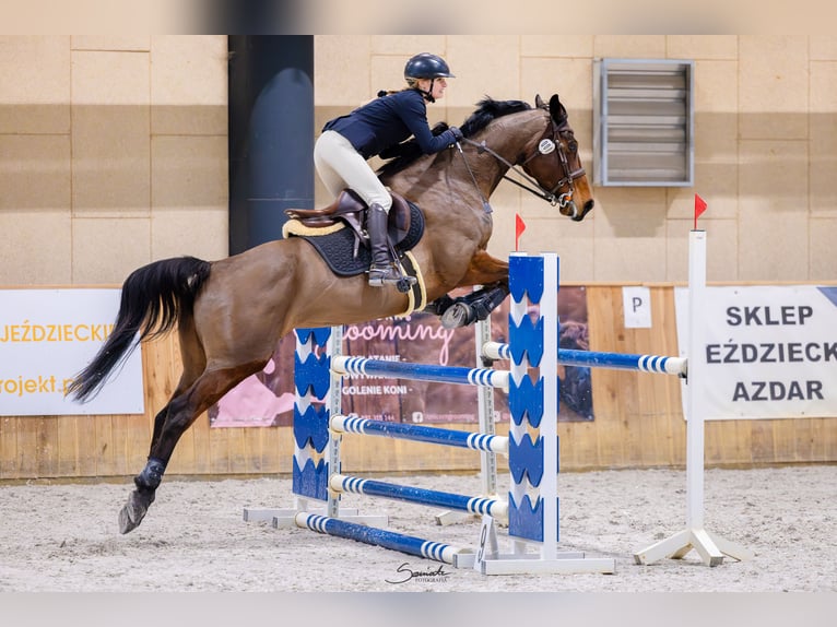 Polish sport horse Mare 7 years 16.2 hh Brown in Motycz-Józefin