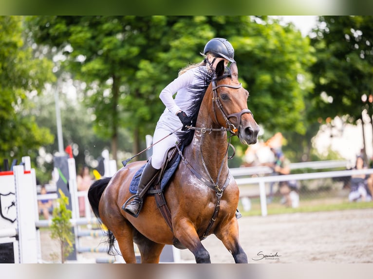 Polish sport horse Mare 7 years 16.2 hh Brown in Motycz-Józefin