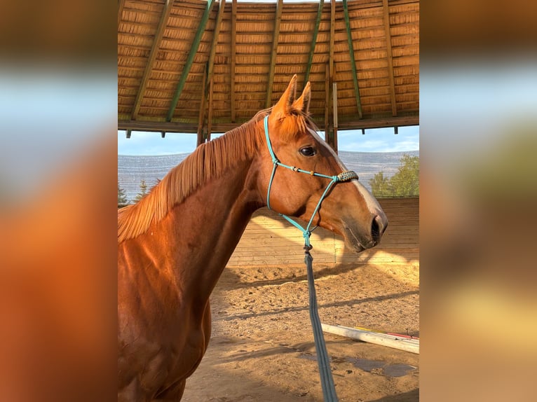 Polish sport horse Mix Mare 7 years 16 hh Chestnut-Red in Szarek