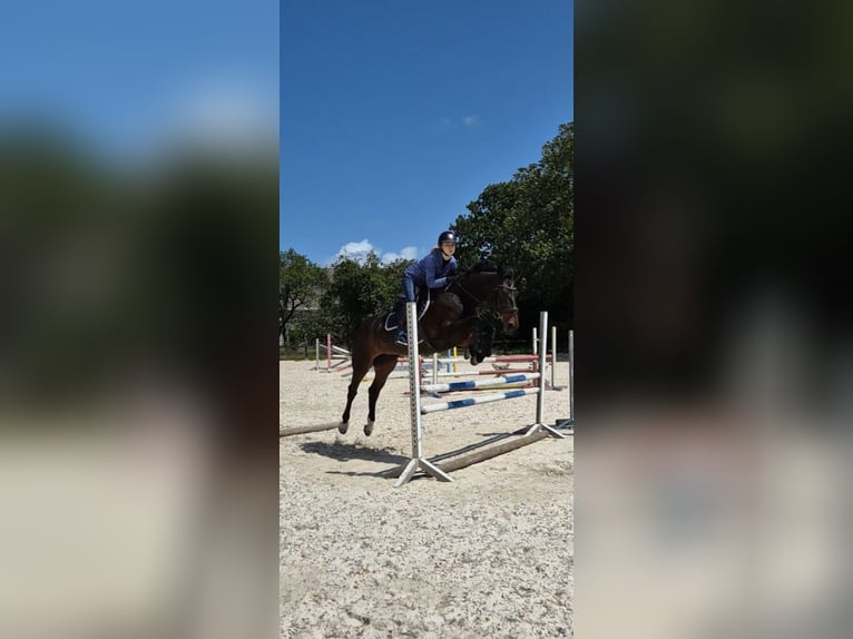 Polish sport horse Mare 7 years 16,1 hh Bay-Dark in Trzebusz