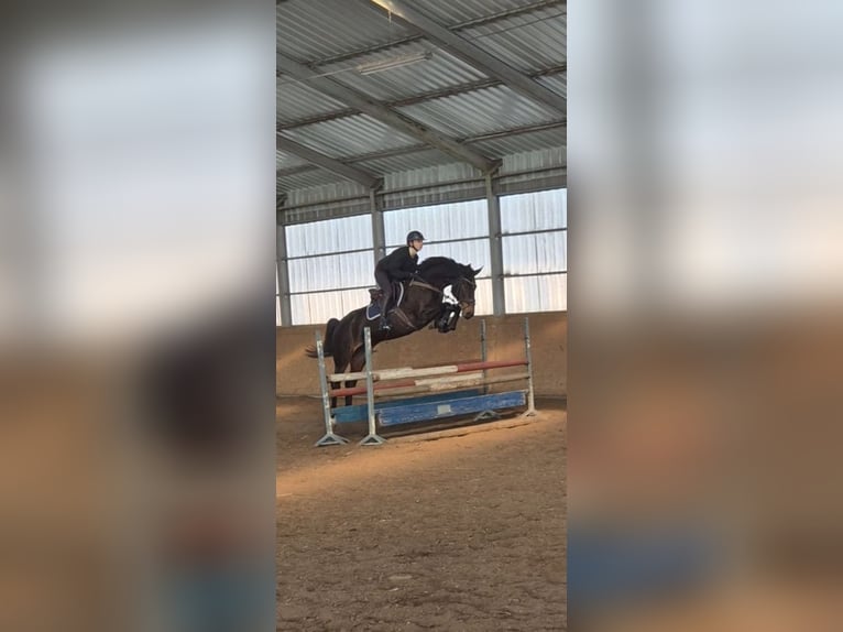 Polish sport horse Mare 7 years 16,1 hh Bay-Dark in Trzebusz