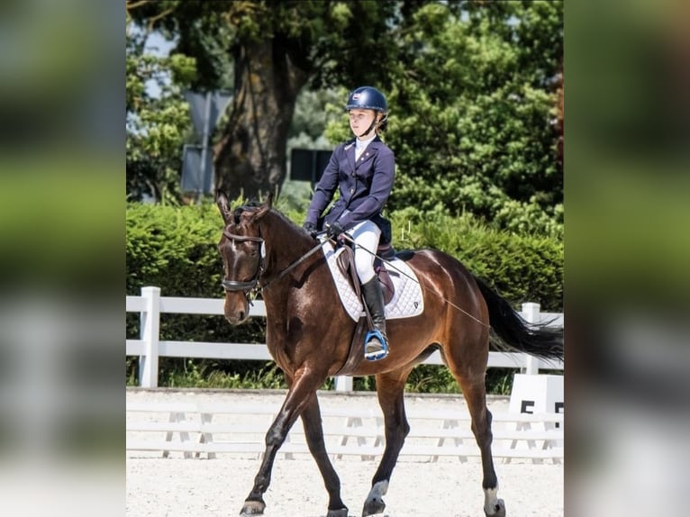 Polish sport horse Mare 7 years 16,1 hh Bay-Dark in Trzebusz