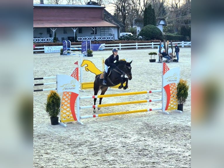 Polish sport horse Mare 7 years 16,1 hh Bay-Dark in Trzebusz