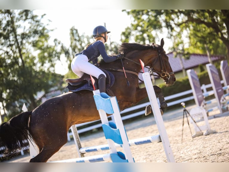 Polish sport horse Mare 7 years 16,1 hh Bay-Dark in Trzebusz