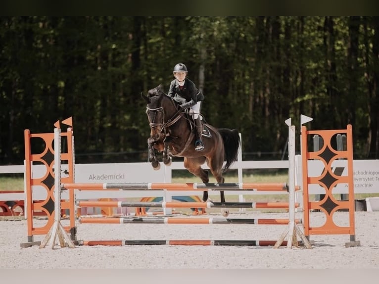 Polish sport horse Mare 7 years 16,1 hh Bay-Dark in Trzebusz