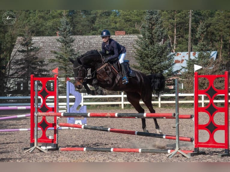 Polish sport horse Mare 7 years 16,1 hh Bay-Dark in Trzebusz