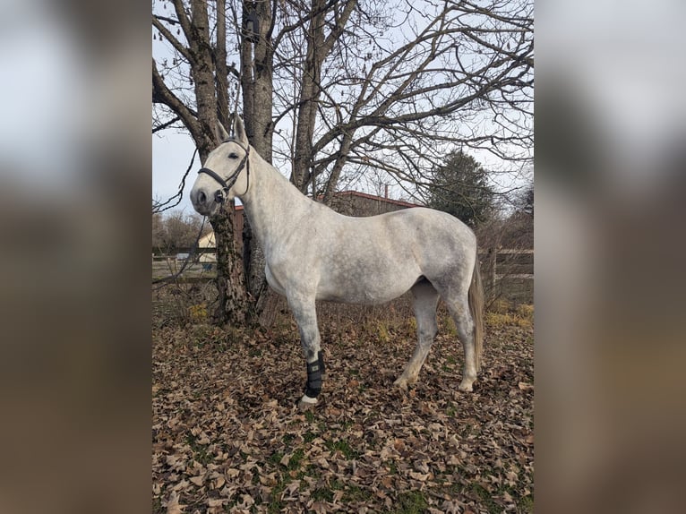 Polish sport horse Mare 7 years 16,2 hh Grey in M&#xFC;nchen