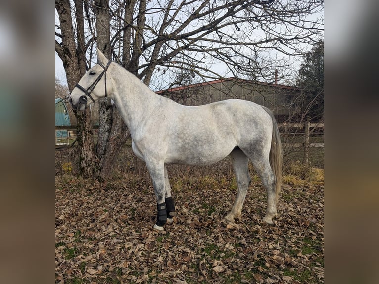 Polish sport horse Mare 7 years 16,2 hh Grey in M&#xFC;nchen