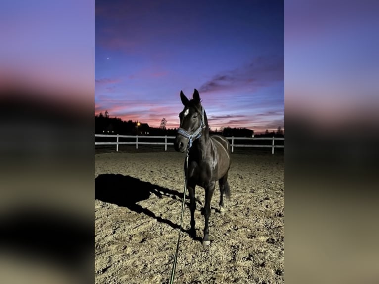 Polish sport horse Mare 7 years 17 hh Smoky-Black in Siedlce