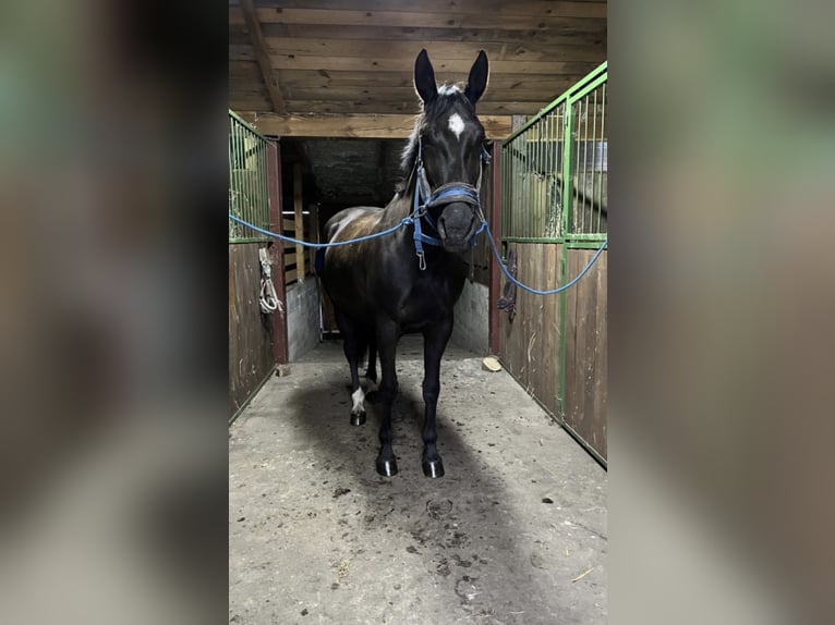 Polish sport horse Mare 7 years 17 hh Smoky-Black in Siedlce