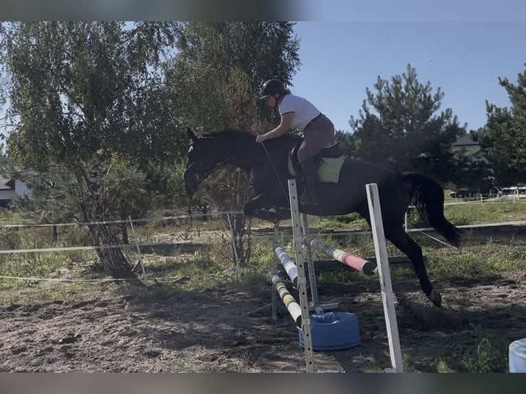 Polish sport horse Mare 7 years 17 hh Smoky-Black in Siedlce