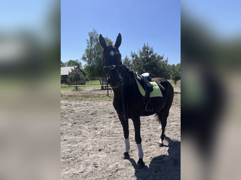Polish sport horse Mare 7 years 17 hh Smoky-Black in Siedlce