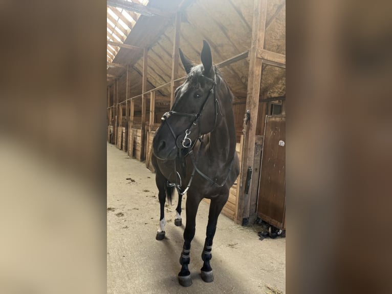 Polish sport horse Mare 7 years 17 hh Smoky-Black in Siedlce