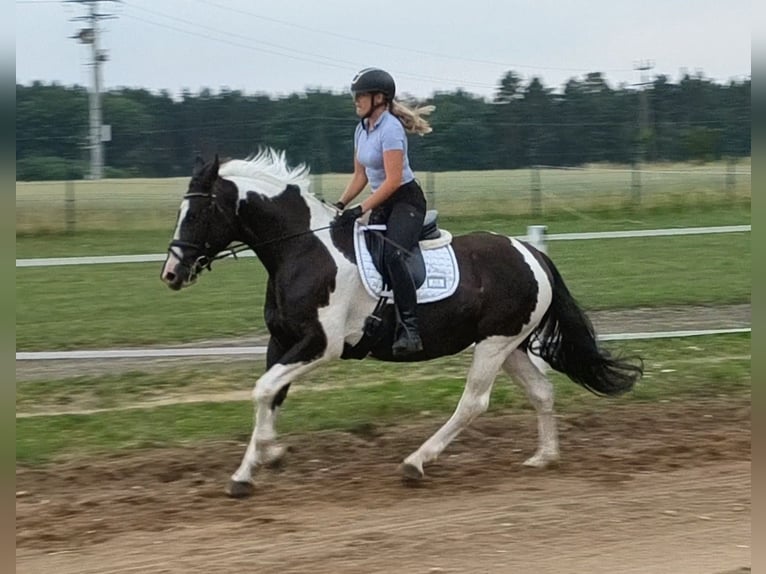 Polish sport horse Mare 8 years 15.2 hh  in Forst