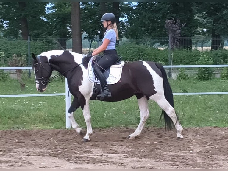 Polish sport horse Mare 8 years 15.2 hh  in Forst