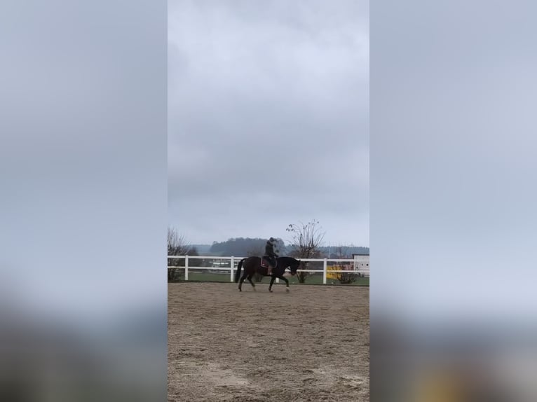 Polish sport horse Mare 8 years 15,2 hh Brown in Kirchdorf