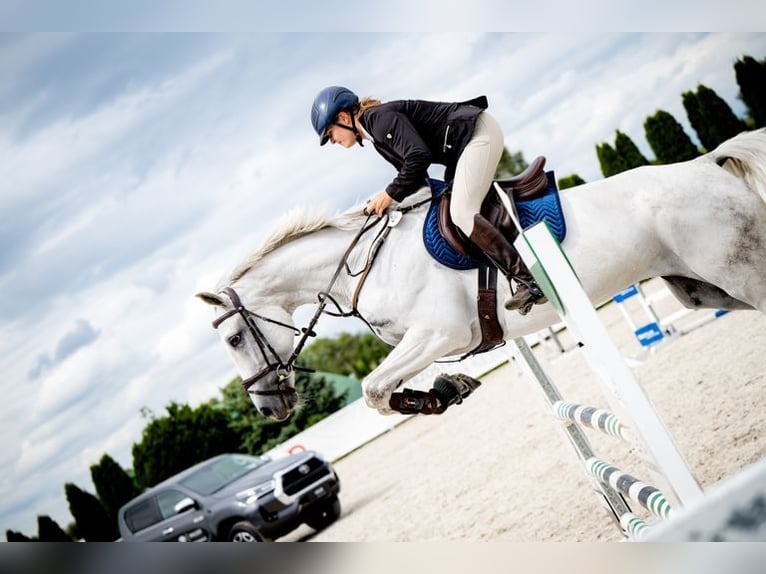 Polish sport horse Mare 8 years 16.1 hh Grey in Żywiec