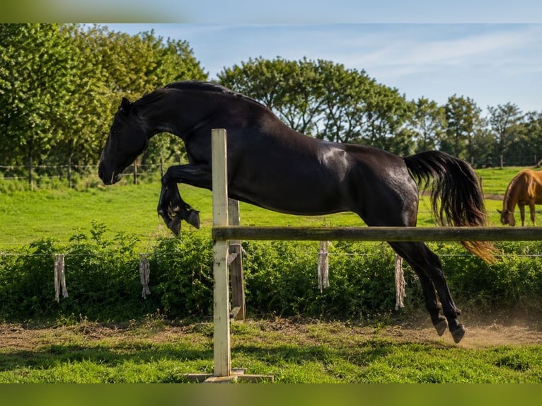 Polish sport horse Mare 8 years 16.2 hh Black in Bredstedt
