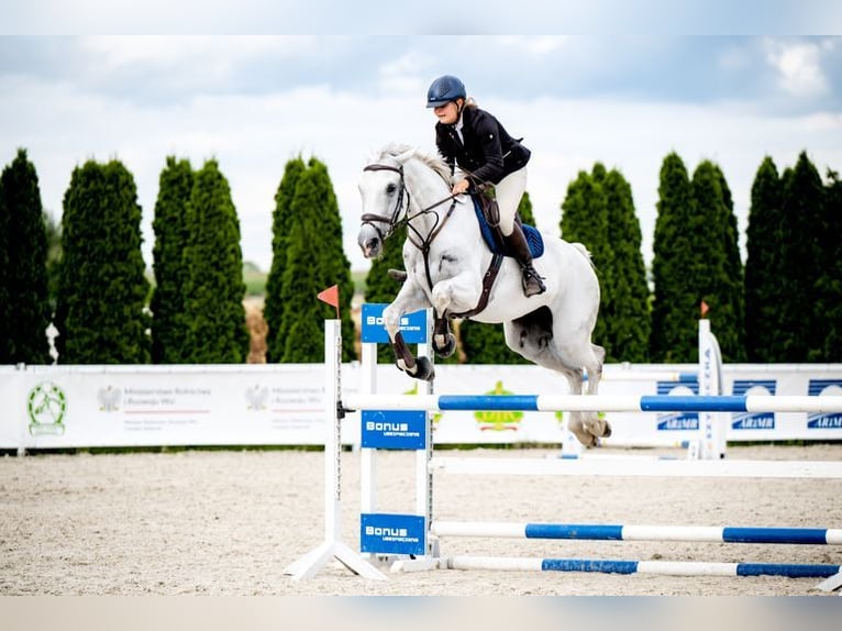 Polish sport horse Mare 8 years 16,1 hh Grey in Żywiec