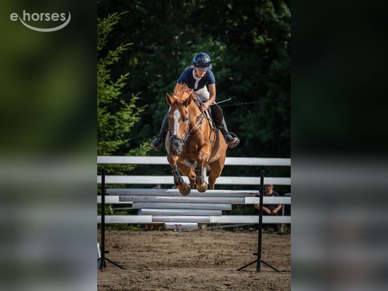Polish sport horse Mare 9 years 15.2 hh Chestnut-Red in Elbląg