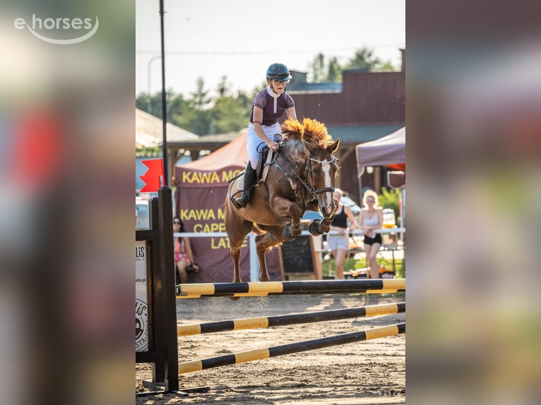 Polish sport horse Mare 9 years 15.2 hh Chestnut-Red in Elbląg