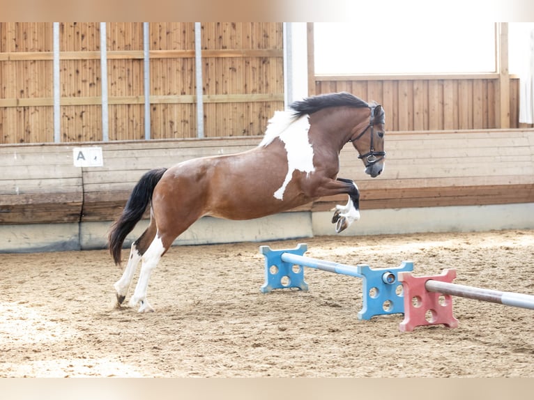 Polish sport horse Mix Mare 9 years 15 hh Pinto in Marxheim
