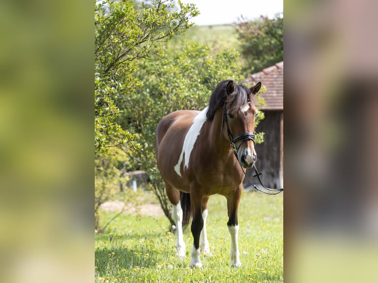 Polish sport horse Mix Mare 9 years 15 hh Pinto in Marxheim