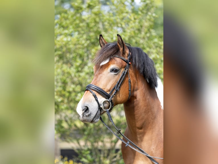 Polish sport horse Mix Mare 9 years 15 hh Pinto in Marxheim