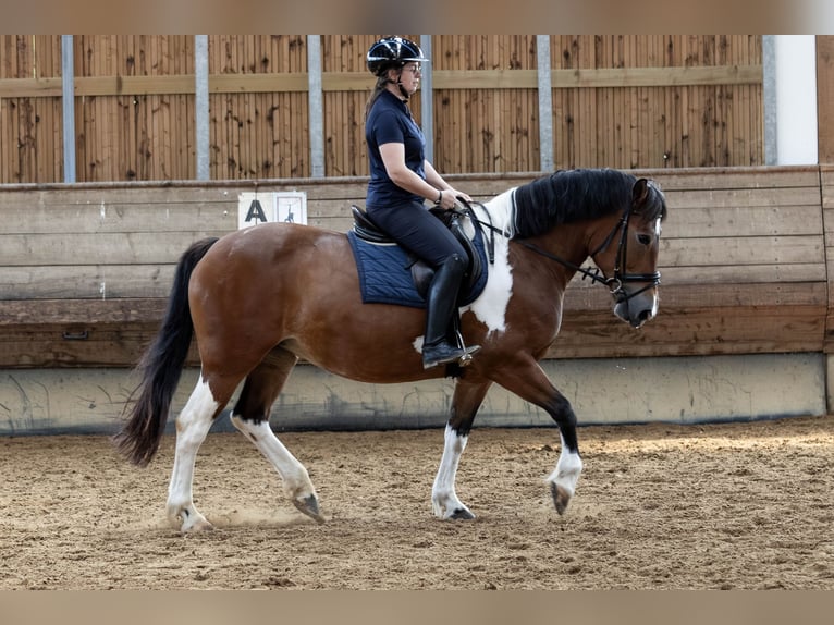 Polish sport horse Mix Mare 9 years 15 hh Pinto in Marxheim
