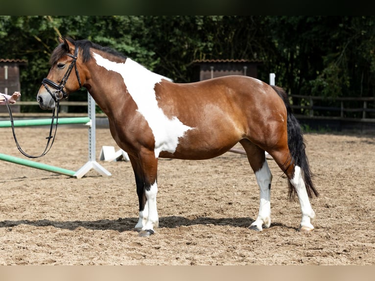 Polish sport horse Mix Mare 9 years 15 hh Pinto in Marxheim