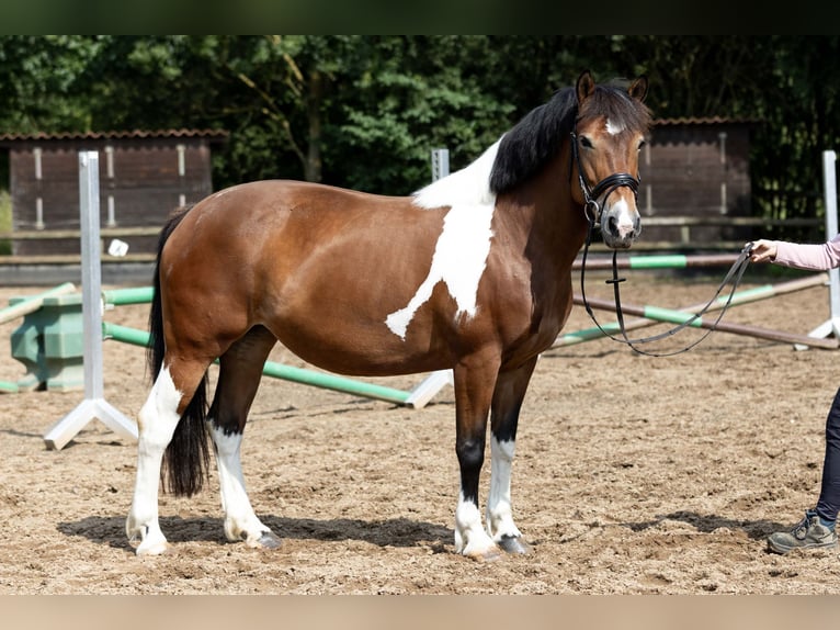 Polish sport horse Mix Mare 9 years 15 hh Pinto in Marxheim