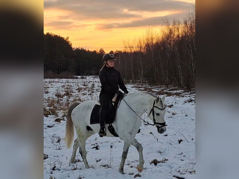 Polish sport horse Mare 9 years 16 hh Grey in Forst