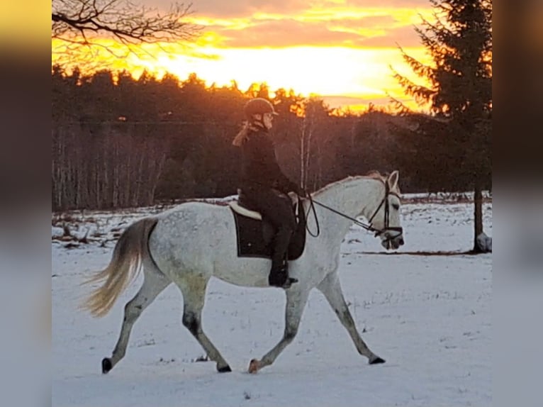 Polish sport horse Mare 9 years 16 hh Grey in Forst