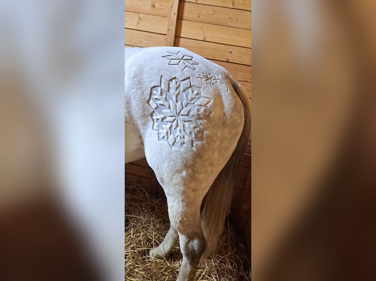 Polish sport horse Mare 9 years 16 hh Grey in Forst