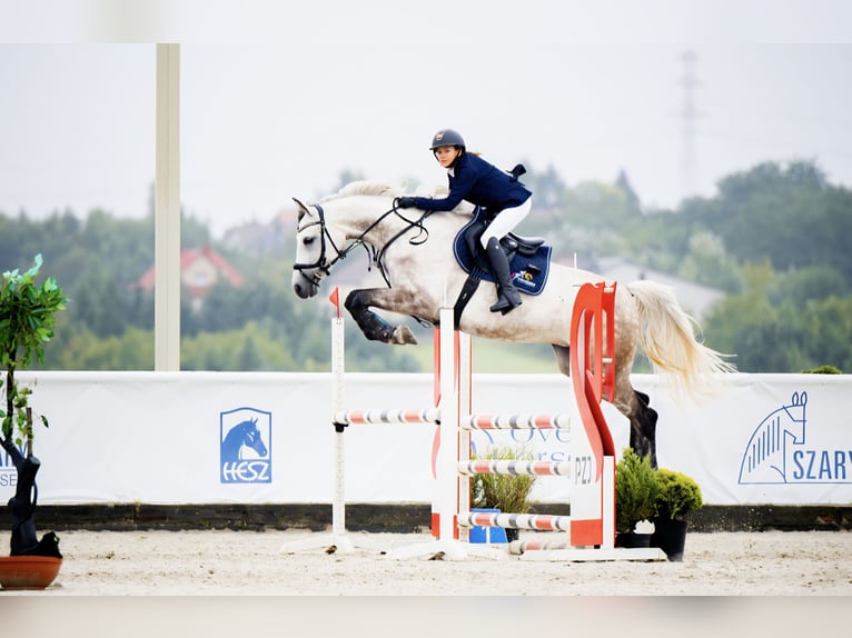 Polish sport horse Mare 9 years 16,1 hh Grey-Dapple in Częstochowa