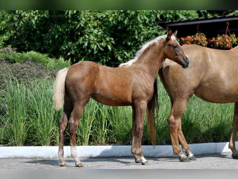 Polish sport horse Mare 9 years 16,1 hh Palomino in Piecowice