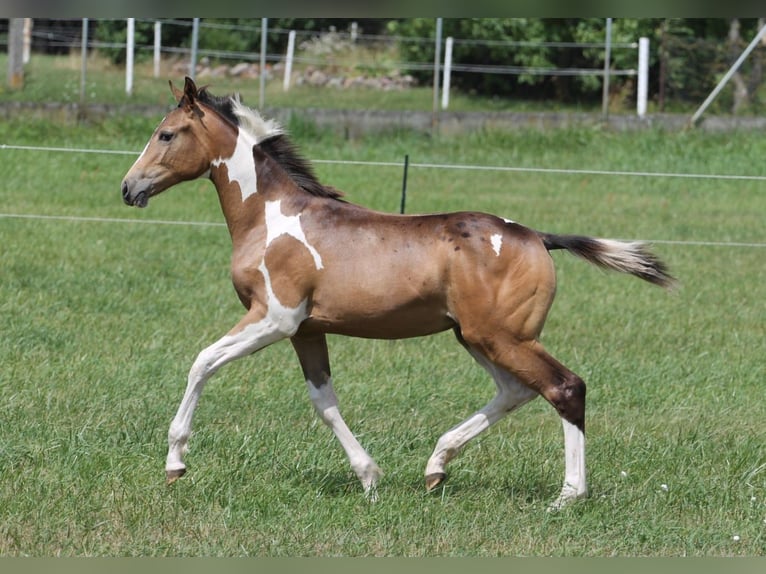Polish sport horse Mare Foal (02/2026) 16.2 hh Tobiano-all-colors in Gniezno