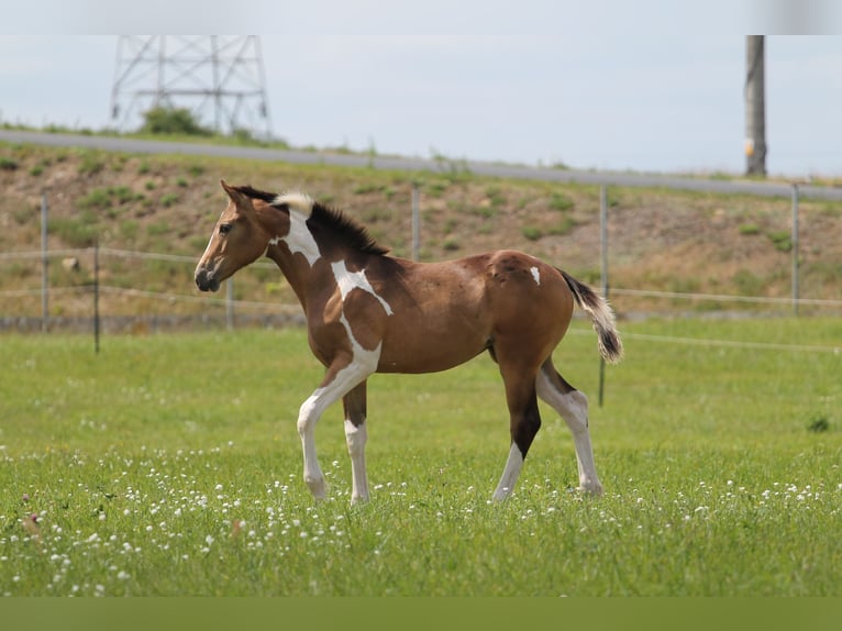 Polish sport horse Mare Foal (02/2026) 16.2 hh Tobiano-all-colors in Gniezno