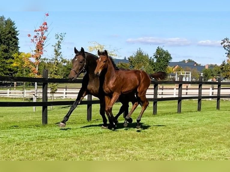 Polish sport horse Mare Foal (04/2025) Brown in Serock