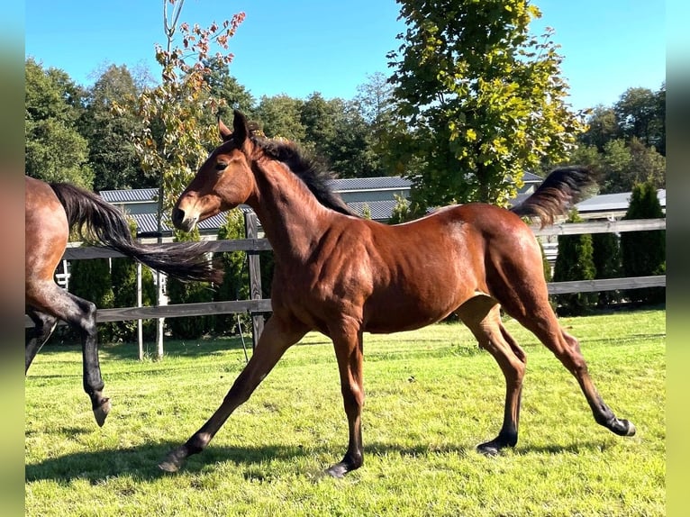 Polish sport horse Mare Foal (04/2025) Brown in Serock