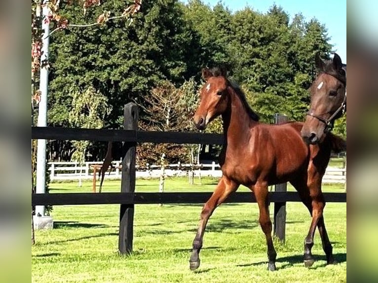 Polish sport horse Mare Foal (04/2025) Brown in Serock
