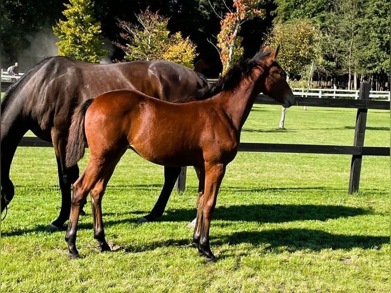 Polish sport horse Mare Foal (04/2025) Brown in Serock