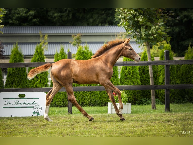 Polish sport horse Mare Foal (04/2025) Chestnut-Red in Serock