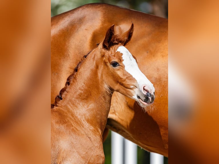 Polish sport horse Mare Foal (05/2026) Chestnut in Swiekatowo